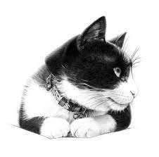 Black And White Cat Drawing Cat Pencil Drawing Ilustracion De Gato Ilustraciones De Gato Ilustraciones