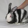 There are actually two kinds of harlequin rabbits: 1