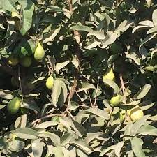 Pin By Mohammad Hamada On محمد Grapes Plants Fruit