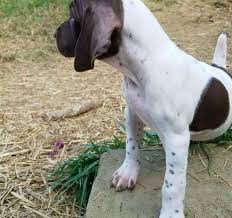 Maybe you would like to learn more about one of these? German Shorthaired Pointer Puppy For Sale Adoption Rescue For Sale In Fairmont West Virginia Classified Americanlisted Com