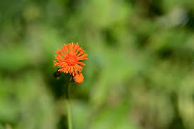 Image result for Emilia coccinea