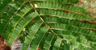 Image result for Caesalpinia sappan