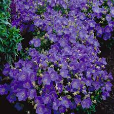 Creeping juniper (juniperus horizontalis) offers a traditional. Buy Campanula Carpatica Plants J Parker Dutch Bulbs Plants Flowers Perennials Ground Cover