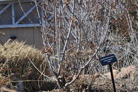 Winners for their vivid foliage, autumnal purple hue, and clusters of flowers that resemble plumes of smoke, smoke bush (cotinus coggygria) is a favorite bloom, both in the garden and in our vases. Golden Spirit Smoke Tree