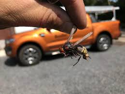 De aziatische hoornaar (vespa velutina) is een wesp die behoort tot het geslacht van de hoornaars. Zijn Hoornaars Gevaarlijk