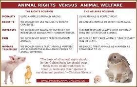 Animal Rights Vs Animal Welfare Animal Rights Animal Welfare Animals
