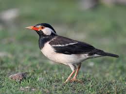 Indian Pied Starling - Gracupica contra - Birds of the World