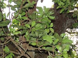Image result for Inhambanella henriquesii