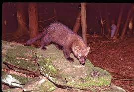 Fisher cat will win easily because fisher cat is more agile & smarter then pit bull. Fishers Among Most Misunderstood And Maligned Species In Region