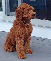Ollie The Australian Labradoodle Australian Labradoodle Labradoodle Puppy Labradoodle