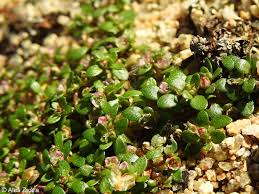 Image result for Elatine