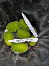 Image result for Cucumis zeyheri