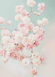 Baby S Breath Photography Gypsophila Print Flower Print Etsy