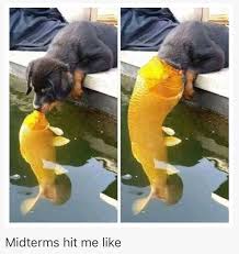 Pin By Sunshine Lee On Cheer Up Cute Funny Animals Funny Pictures Cute Animals