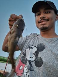 Bullheads taste better than catfish