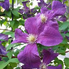 Check spelling or type a new query. Clematis Viticella Pflanzen Und Pflegen Mein Schoner Garten