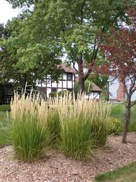 Check spelling or type a new query. Replace Privet Hedge With Mix Of Evergreens Shrubs Perennials