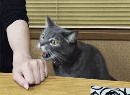 Don T Bite The Hand That Feeds You Gif Https Encrypted Tbn0 Gstatic Com Images Q Tbn 3aand9gct9c2ku6te5ft8 Ndxtq Zg4pjmzjl6wmfoqw Usqp Cau