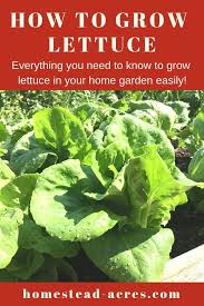 Maybe you would like to learn more about one of these? How To Grow Lettuce At Home Homestead Acres