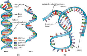 Dna double helix nucleic acids and nucleotides. Structure And Function Of Rna Microbiology