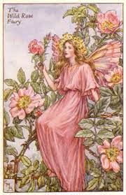 The Wild Rose Fairy Summer Fairy Rose Fairy Flower Fairies