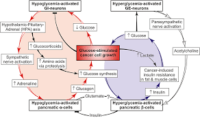 Learn ada standards of care for the use of gvoke® (glucagon injection) and what factors may impact the risk of hypoglycemia. Frontiers A View On Pathogenesis Of Vicious Cancer Progression Cycle Oncology