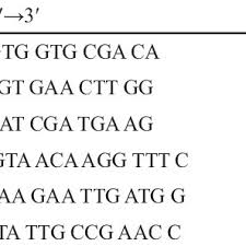 Image result for Melastomastrum segregatum