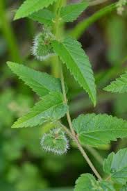 Image result for Tragia brevipes