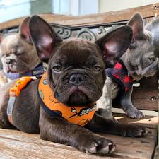 Welcome to impeccabullz french bulldogs! Chocolate French Bulldog Puppy With Changing Eye Color Northwest Frenchies