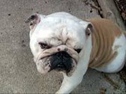 We raise top quality,100% health guarantee puppies. Beware Of Online Bulldog Scam