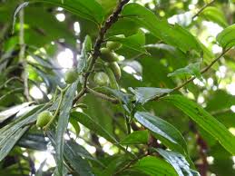 Image result for Anisophyllea quangensis