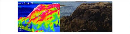 Infrared Thermograph Of A Rocky Intertidal Site In Nahant