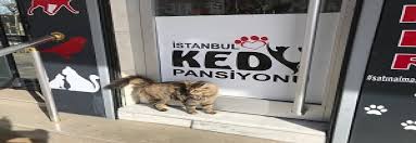 Istanbul Kedi Oteli Ve Pansiyonu Esenler Veteriner Klinigi Acil Veteriner Hizmeti