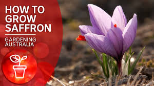 We did not find results for: How To Grow The Most Expensive Spice In The World Wow To Gardening Australia Youtube