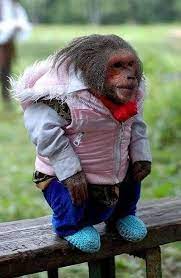 Human Like Pet Blogs Monkeys Funny Funny Animal Pictures Cute Animals