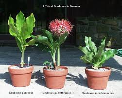 Image result for Scadoxus