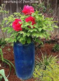 Tree Peony Information Tree Peony Trees To Plant Growing Peonies