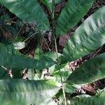 Image result for Rhabdophyllum arnoldianum