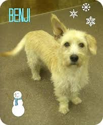 If not, the humane society of yuma wants to remind you that you're required by law to license your pets. Yuma Az Terrier Unknown Type Medium Mix Meet Benji Petsmart A Dog For Adoption Kitten Adoption Dog Adoption Pets