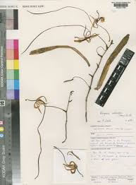 Image result for Ypsilopus erectus