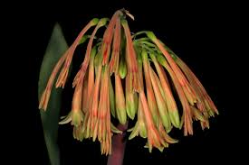 Image result for Cyrtanthus rhodesianus