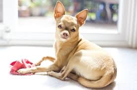 We did not find results for: Deer Head Chihuahua The Complete Breed And Owner S Guide All Things Dogs All Things Dogs