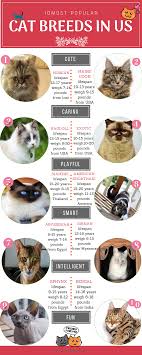 12 Most Popular Domestic Cat Breeds Chart