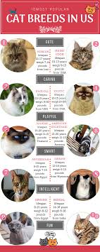 12 most popular domestic cat breeds chart