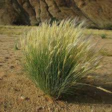 Image result for Stipagrostis uniplumis