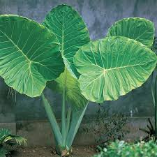 Image result for Alocasia odora
