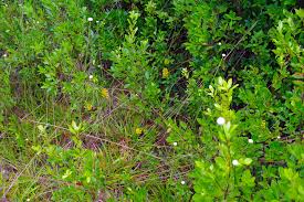 Image result for Orthochilus ruwenzoriensis