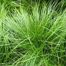 Image result for Carex