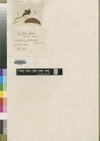 Image result for Combretum xanthothyrsum