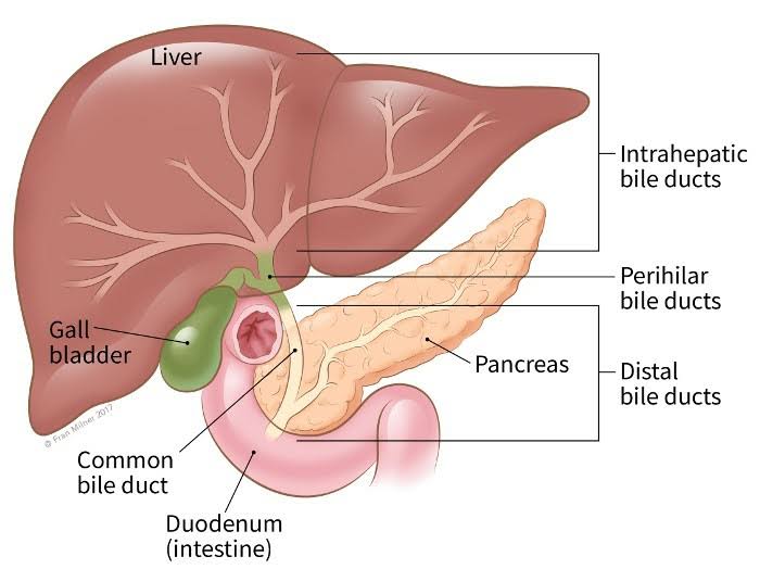 Gall bladder and bile duct cancer surgery product image